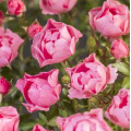 Роза Морсдаг Пинк