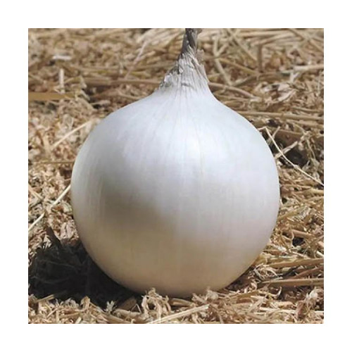 Цибуля-сіянка Вайт Меджик (вагова цибуля) Голандія, 1 кг