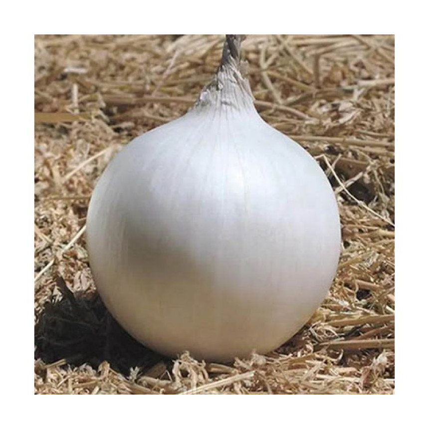 Лук-севок Вайт Меджиквгуста Голландия, 1 кг