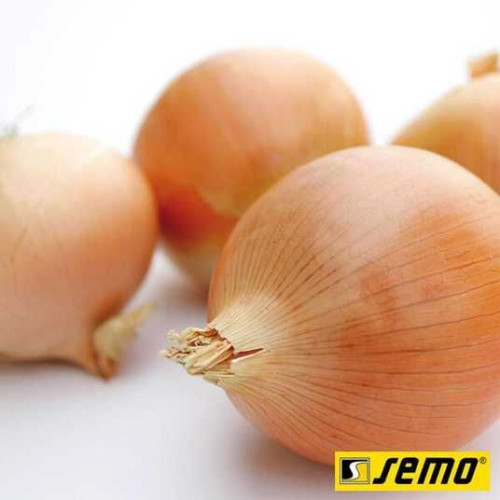 Цибуля-сіянка Глобо, 1 кг