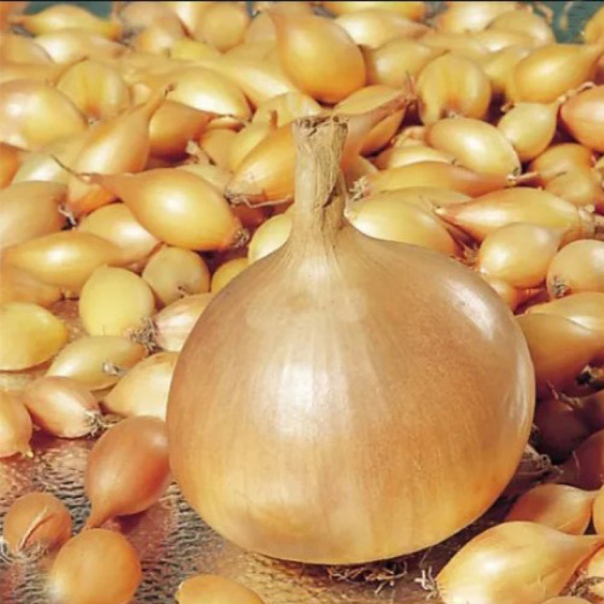 Лук-севок Штутти Голландия, 1 кг