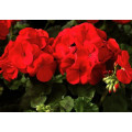 Пеларгония садов. красная 10 шт