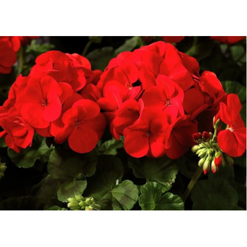 Пеларгонія садів. червона 10 шт