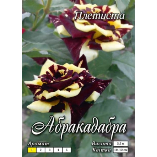 Троянда Абракадабра (плетист.)