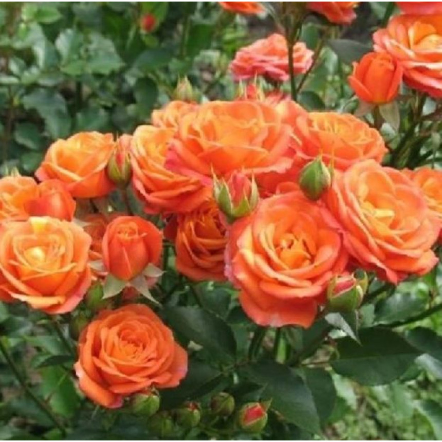 Роза Алегрия (мелкоцвет.)