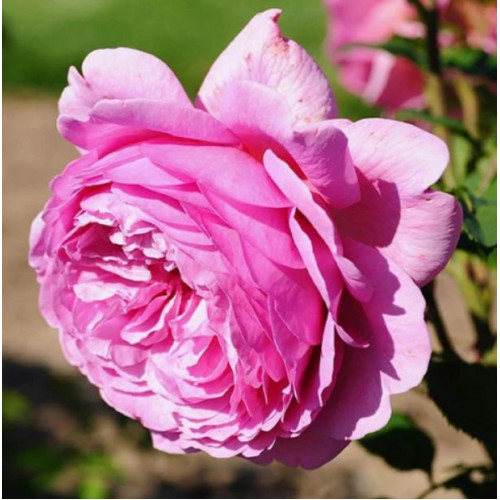 Троянда Оленка (англ.)