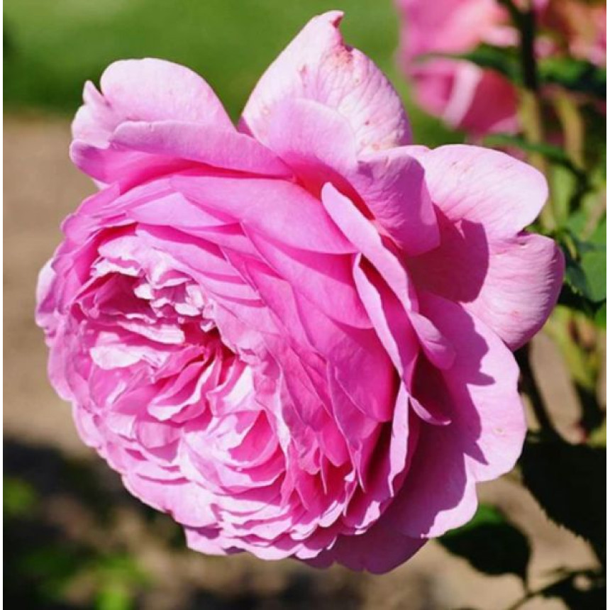 Роза Аленушка (англ.)