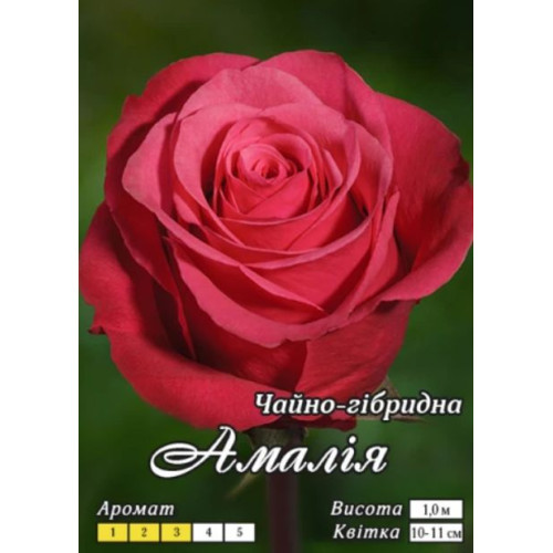 Роза Амалия (Ч/Г)