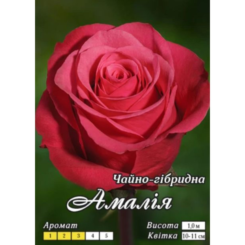 Роза Амалия (Ч/Г)