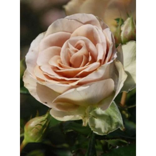 Роза Амнезия (Ч/Г)