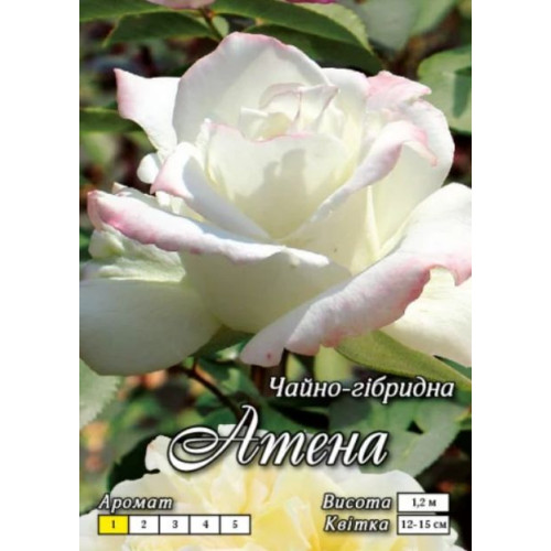 Троянда Атена (Ч/Г)