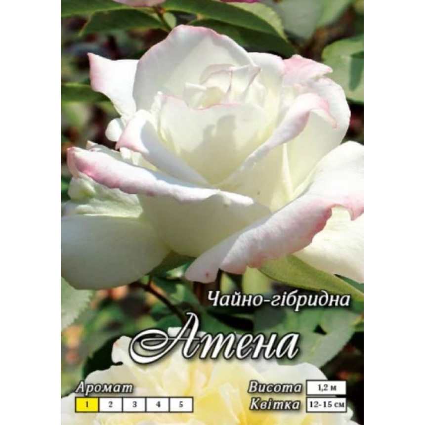 Роза Атена (Ч/Г)