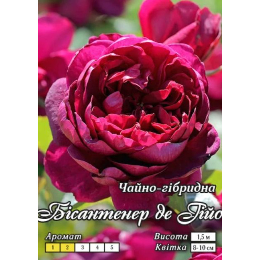 Роза Бисантенер де Гийо (парк.)