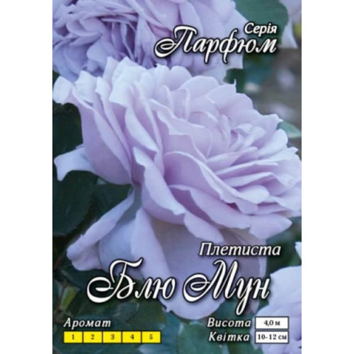 Роза Блу Мун (плетист.)