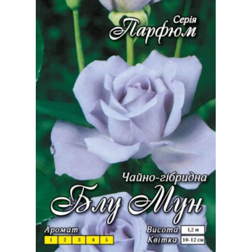 Троянда БЛУ МУН (Ч/Г)