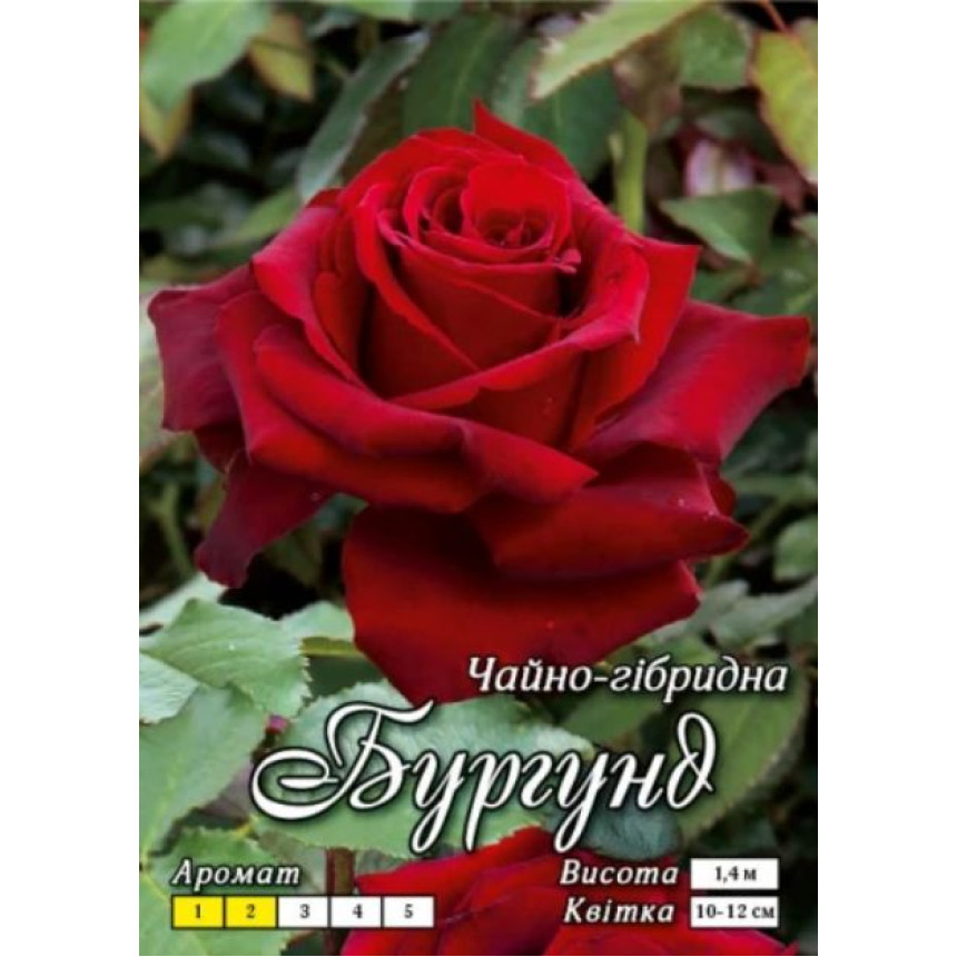 Роза Бургунди (Ч/Г)