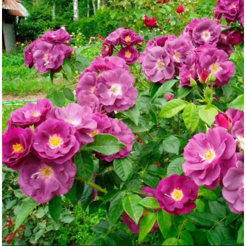 Роза Вейлченблау (плетист.)