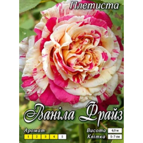 Троянда Ваніла Фрайз (плетист.)