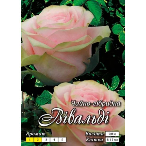 Роза Вивальди (Ч/Г)