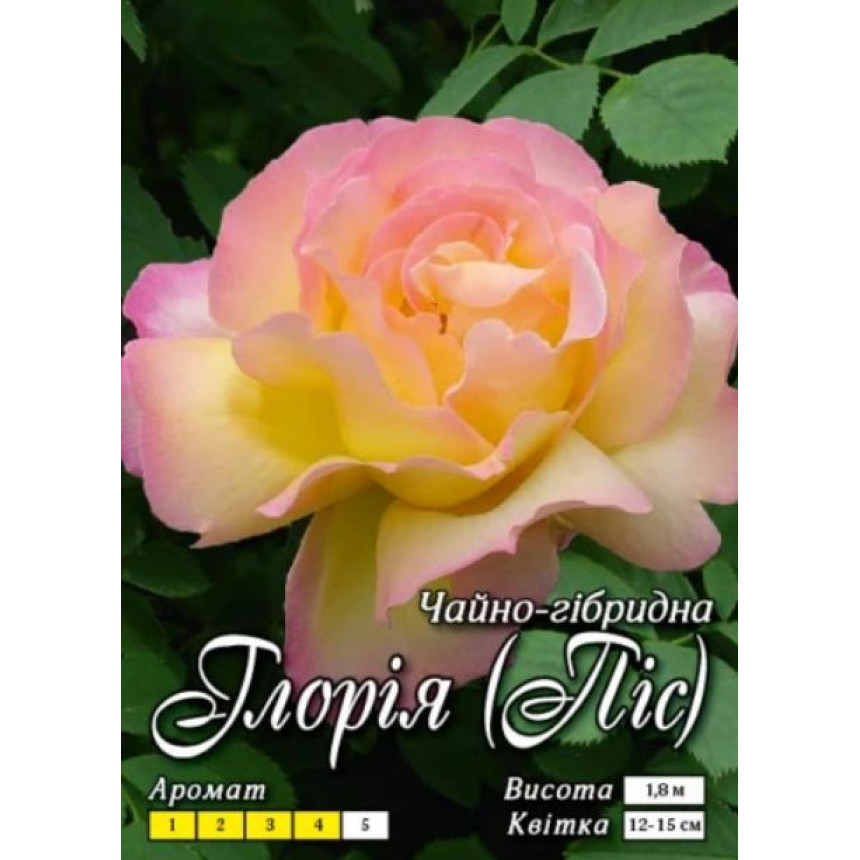 Роза Глория (Ч/Г)