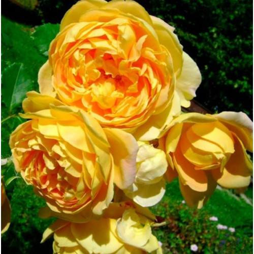 Троянда Голден Селебрейшн (англ./витка)