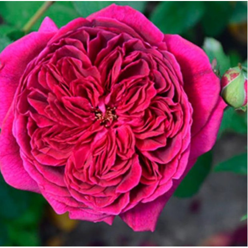 Роза Дарси Бассел (Англ.)