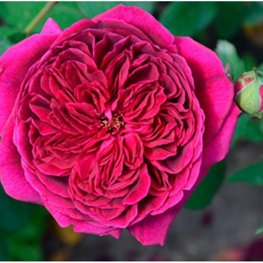 Роза Дарси Бассел (Англ.)