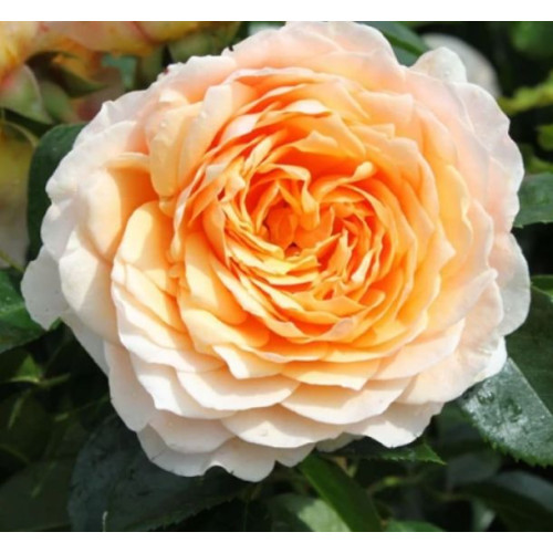 Троянда Джинджер Сіллабаб (плетист.)