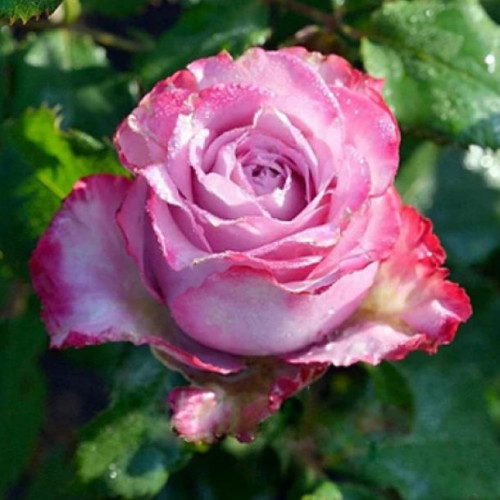 Троянда Діп Вотер (Ч/Г)