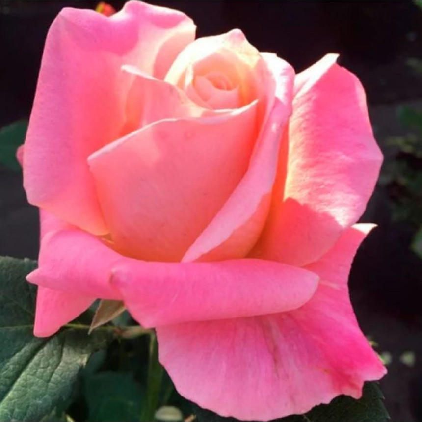 Роза Ева (Ч/Г)