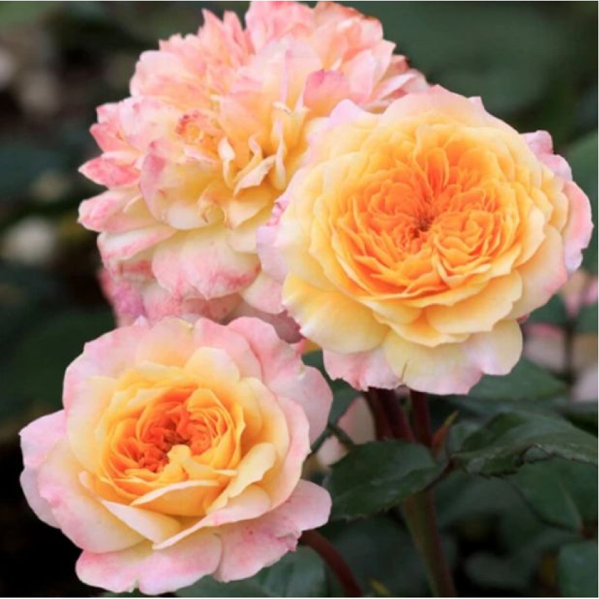 Роза Жорж Данжан (Парк.)