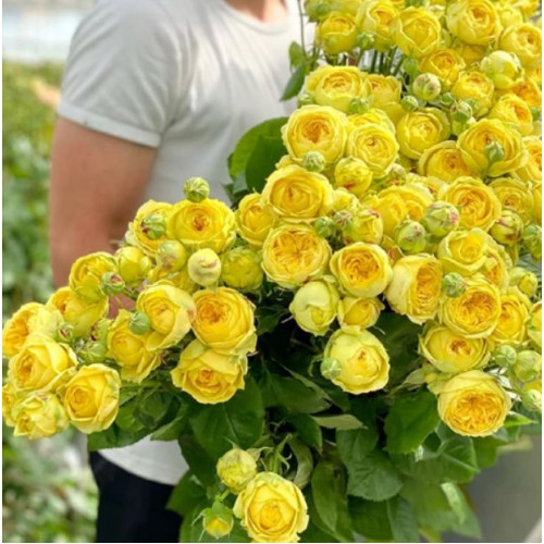 Троянда Каталіна (англ.)