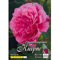 Роза Книрпс (розовая) (почвопокр.)