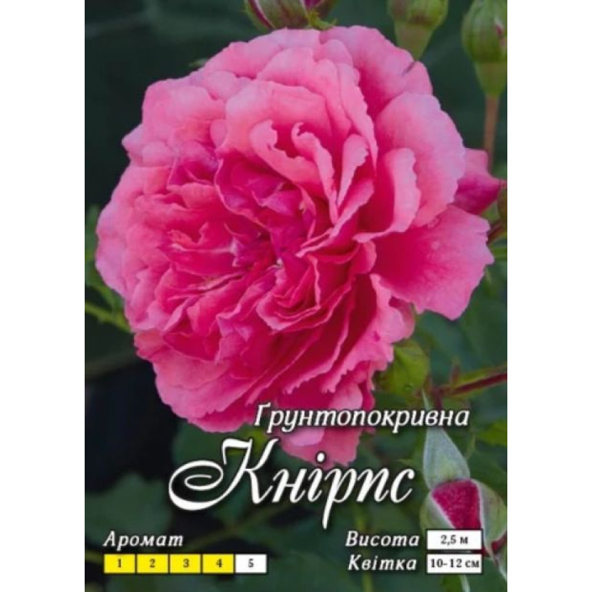 Роза Книрпс (розовая) (почвопокр.)
