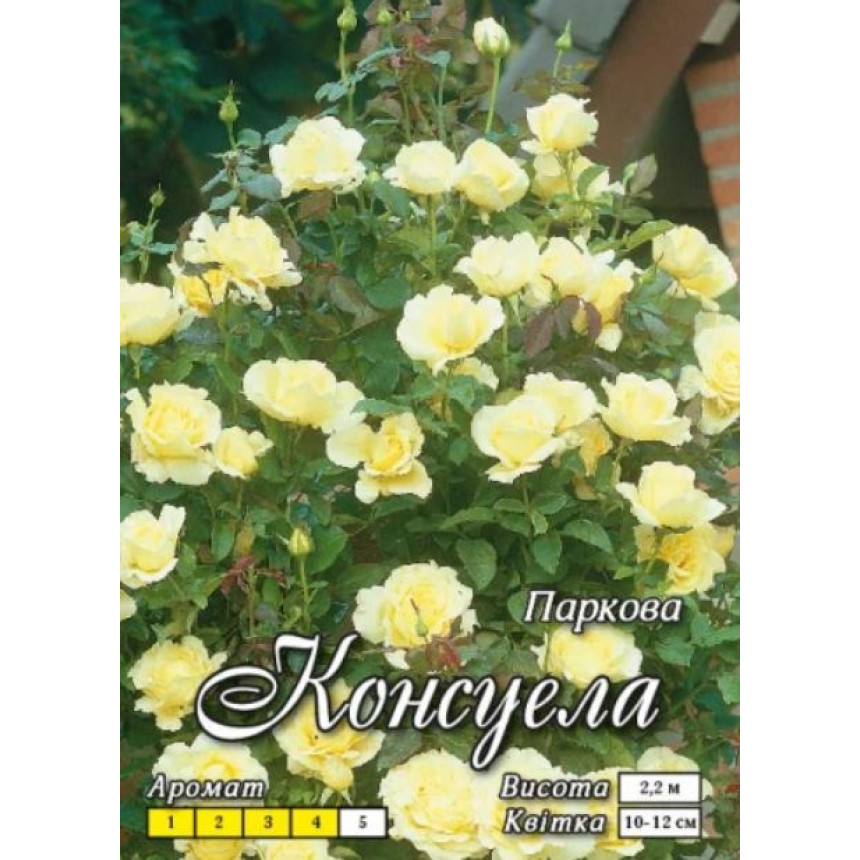 Роза Консуэла (парк.)