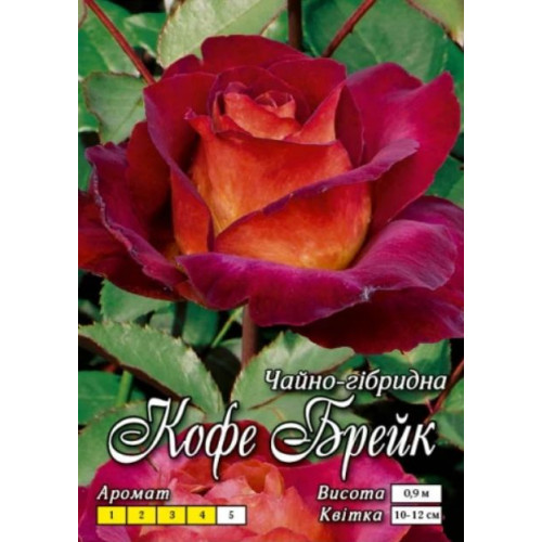 Троянда Кава Брейк (Ч/Г)
