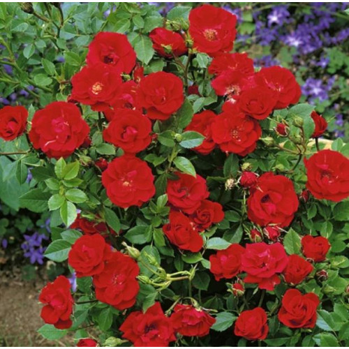 Троянда червона (ґрунтопокривна)