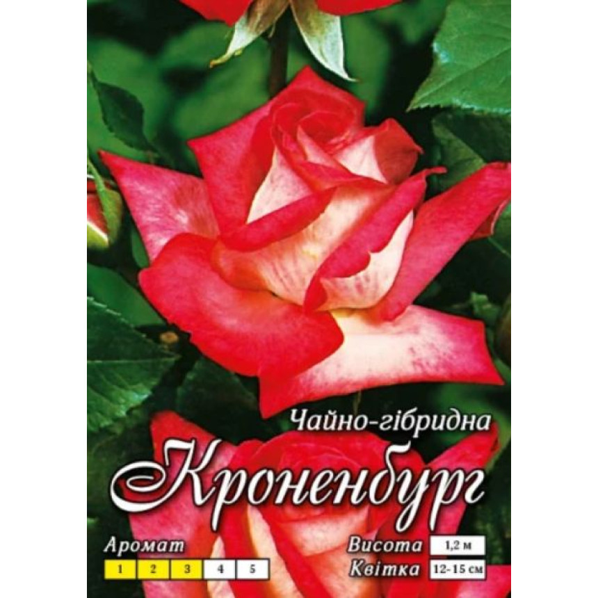 Роза Кроненбург (Ч/Г)