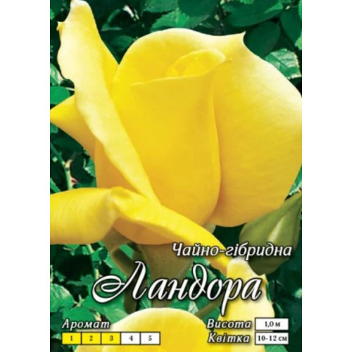Троянда Ландора (Ч/Г)