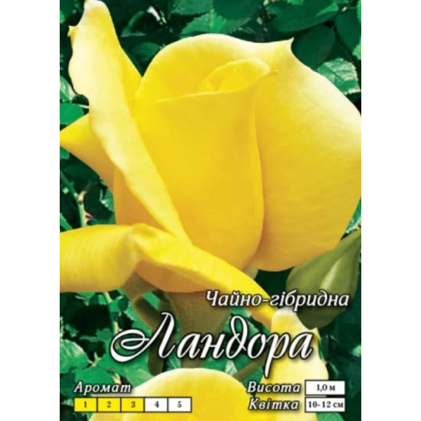 Роза Ландора (Ч/Г)