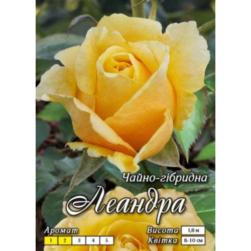 Троянда Леандра (Ч/Г)