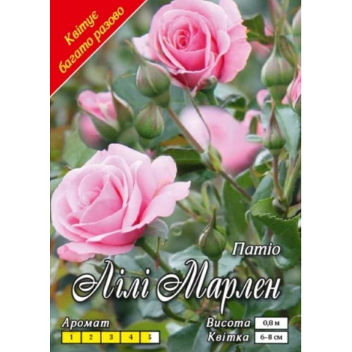 Роза Лили Марлен (флориб.)