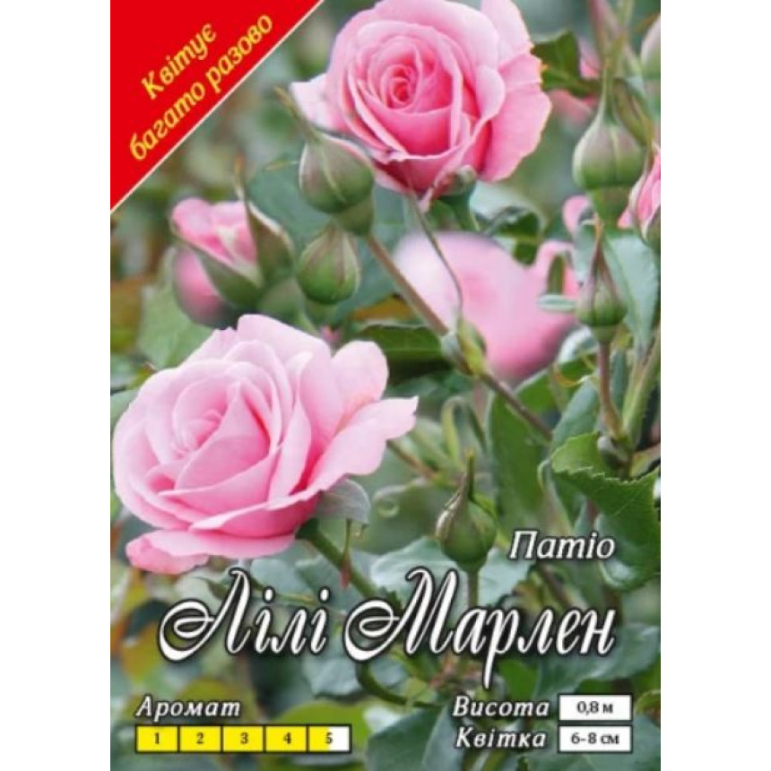 Роза Лили Марлен (флориб.)