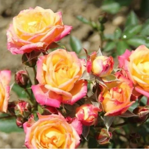 Роза Литтл Сансет (Бордюр.)