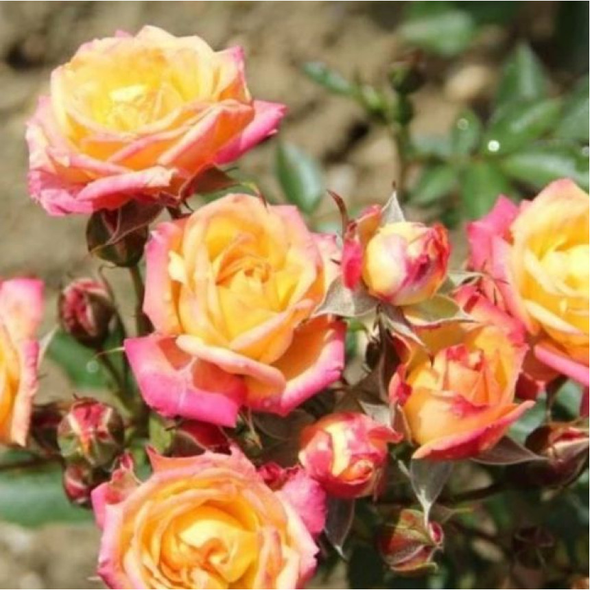 Роза Литтл Сансет (Бордюр.)