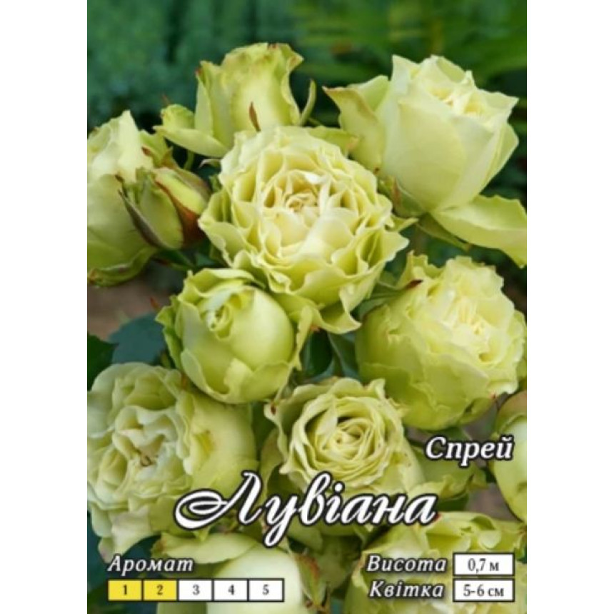 Роза Лувиана (Мелкоцв.)