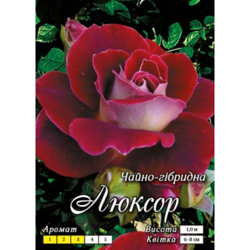 Троянда Люксор (Ч/Г)