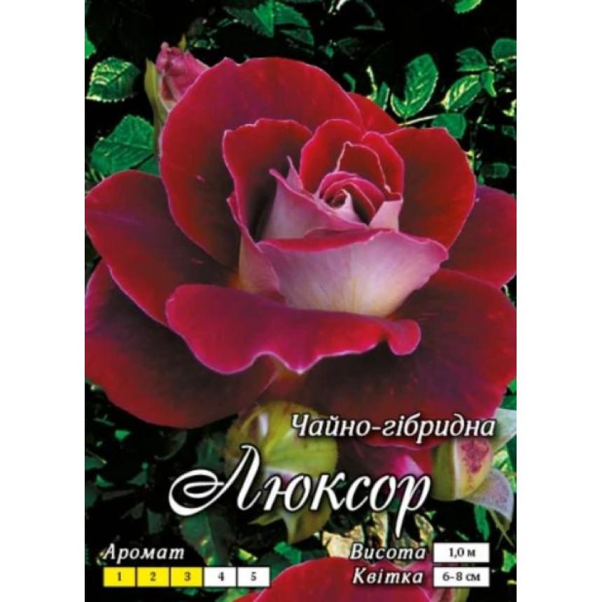 Роза Люксор (Ч/Г)