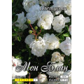 Роза Мон Блан (плетист.)