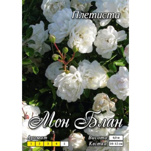 Роза Мон Блан (плетист.)